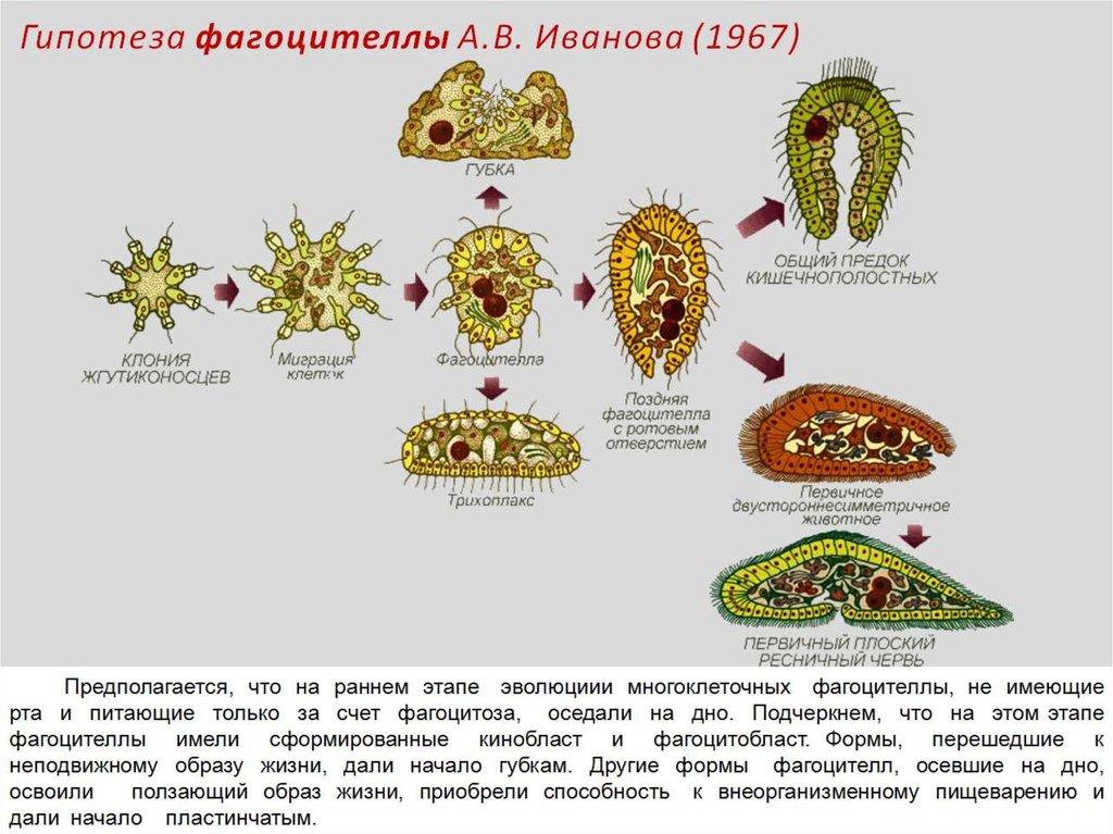 Этапы развития многоклеточных животных. Теория фагоцителлы Иванова. Теория многоклеточности Мечникова. Гипотеза фагоцителлы Мечникова. Теории появления многоклеточности.